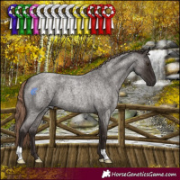 Horse Color:Liver Red Roan 