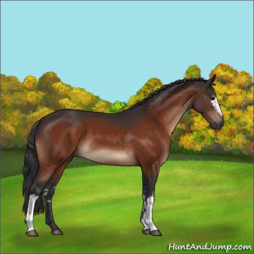 Horse Color:White Spotted Bay 