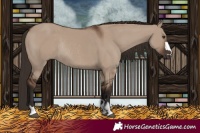 Horse Color:Liver Red Dun Rabicano 