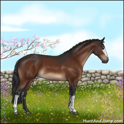 Horse Color:White Spotted Brown 