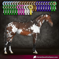 Horse Color:White Spotted Bay 