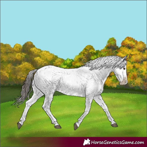 Horse Color:Liver Chestnut Sabino Splash Snowcap