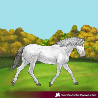 Horse Color:Liver Chestnut Sabino Splash Snowcap 