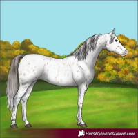 Horse Color:White Spotted Bay Roan Appaloosa
