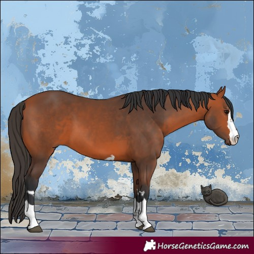 Horse Color:Bay 