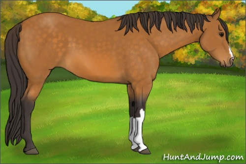 Horse Color:Buckskin 