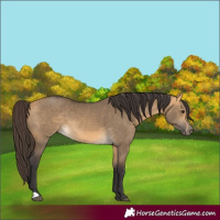 Horse Color:Buckskin Dun 