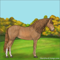 Horse Color:Chestnut and Chestnut