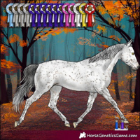 Horse Color:Gray Brown Dun Sabino Rabicano 