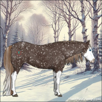 Horse Color:Liver Chestnut Sabino Splash Appaloosa 