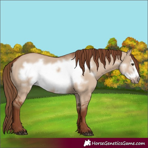 Horse Color:Red Dun Frame 