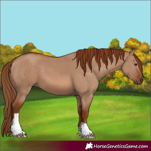 Horse Color:Red Dun 