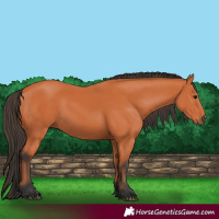 Horse Color:Bay 
