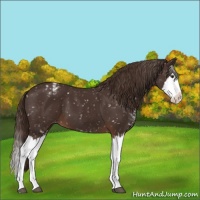 Horse Color:Liver Chestnut Sabino Splash Snowflake Varnish