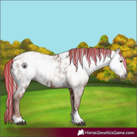 Horse Color:Gray Painted Chestnut Near Leopard 