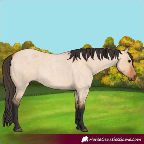 Horse Color:Bay Roan Dun 