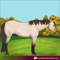 Horse Color:Bay Roan Dun 
