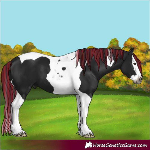 Horse Color:Gray Painted Black Splash Tobiano 