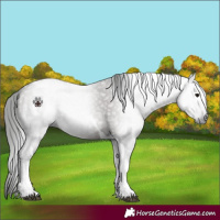 Horse Color:Gray Grullo Tobiano 