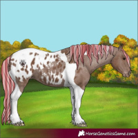 Horse Color:Painted Silver Black Tobiano Appaloosa 