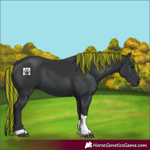 Horse Color:Painted Black Tobiano 