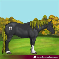 Horse Color:Painted Black Tobiano 