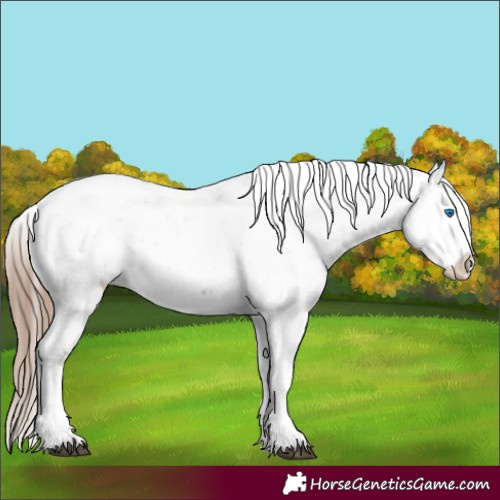 Horse Color:Liver Chestnut Sabino Splash Appaloosa