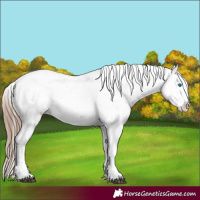 Horse Color:Liver Chestnut Sabino Splash Appaloosa 