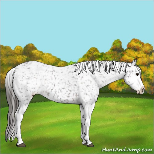 Horse Color:Liver Chestnut Sabino Splash Appaloosa 