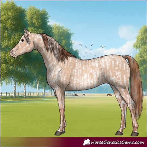 Horse Color:Liver Red Dun Appaloosa Brindle and Gold Champagne Dun