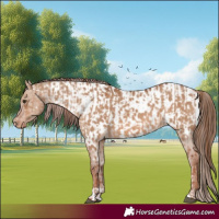Horse Color:Red Dun  and Red Dun Appaloosa 