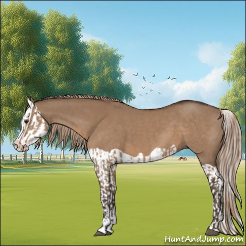 Horse Color:Liver Red Dun Splash  and Liver Red Dun Splash 