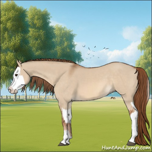 Horse Color:Red Dun and Red Dun Splash