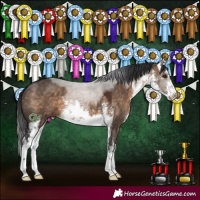 Horse Color:White Spotted Brown Dun 