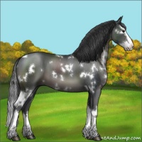 Horse Color:White Spotted Black Splash 