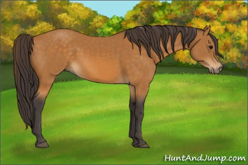 Horse Color:Buckskin 
