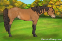 Horse Color:Buckskin 