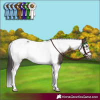 Horse Color:Buckskin Tobiano Frame 