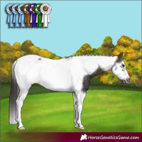 Horse Color:Buckskin Tobiano Frame 