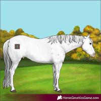 Horse Color:Black Sabino Splash Near Fewspot 