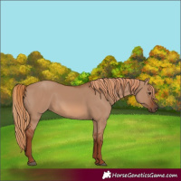 Horse Color:Red Dun 
