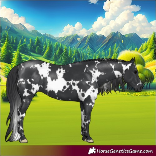 Horse Color:White Spotted Black 
