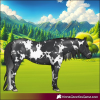 Horse Color:White Spotted Black 
