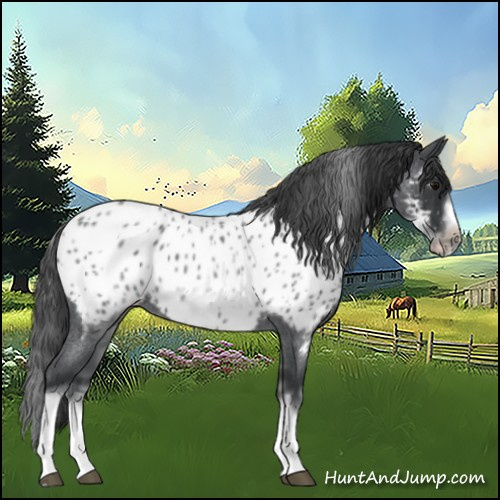 Horse Color:White Spotted Blue Roan Splash Frame Appaloosa