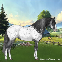 Horse Color:White Spotted Blue Roan Splash Frame Appaloosa 