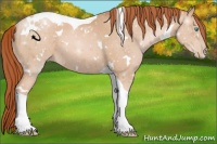 Horse Color:White Spotted Buckskin Pearl Tobiano