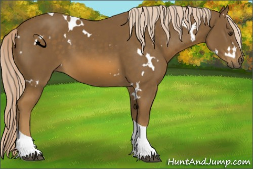 Horse Color:White Spotted Chocolate Palomino Tobiano 