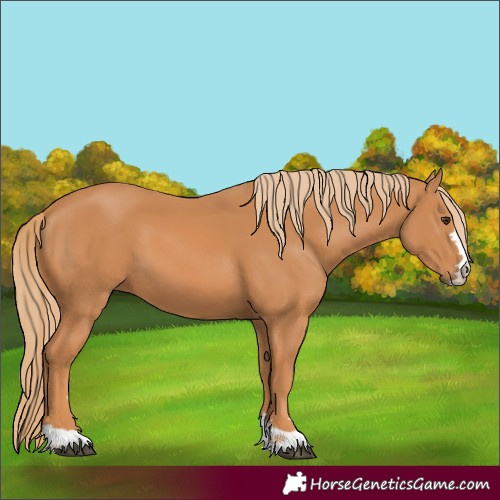 Horse Color:Chestnut 