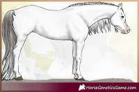 Horse Color:Liver Red Roan Snowflake Varnish