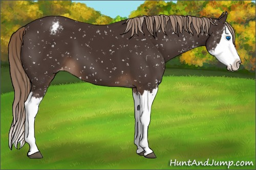 Horse Color:Liver Chestnut Sabino Splash Snowflake Varnish